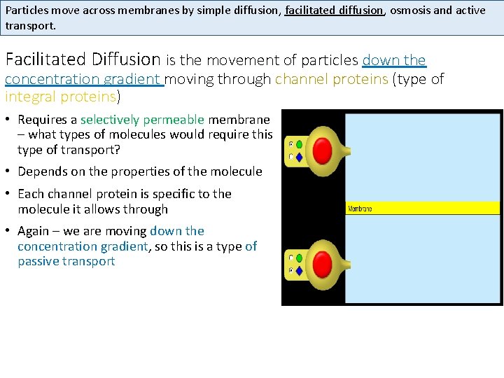 Particles move across membranes by simple diffusion, facilitated diffusion, osmosis and active transport. Facilitated