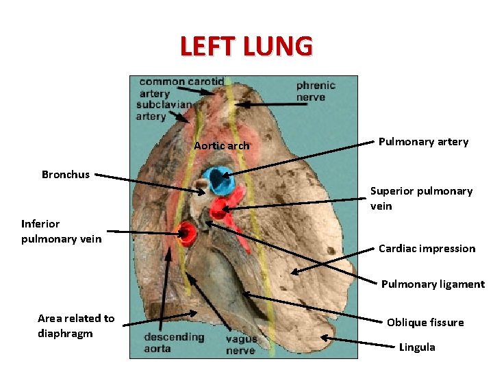 LEFT LUNG Aortic arch Pulmonary artery Bronchus Superior pulmonary vein Inferior pulmonary vein Cardiac