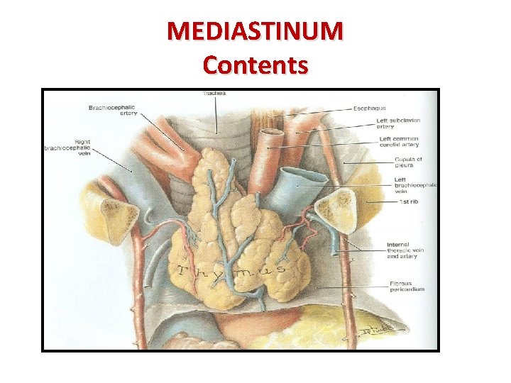 MEDIASTINUM Contents 