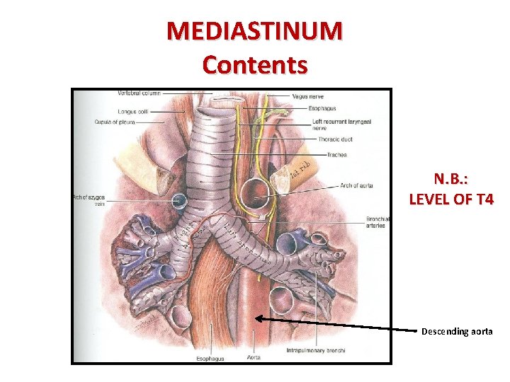 MEDIASTINUM Contents N. B. : LEVEL OF T 4 Descending aorta 