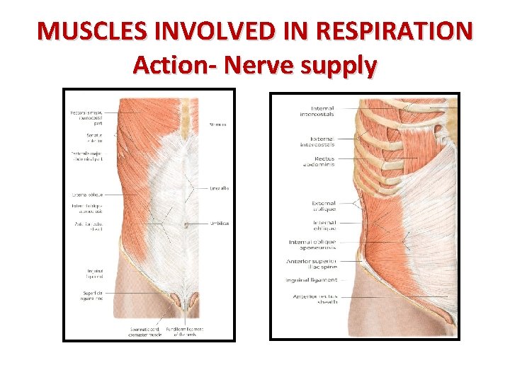 MUSCLES INVOLVED IN RESPIRATION Action- Nerve supply 