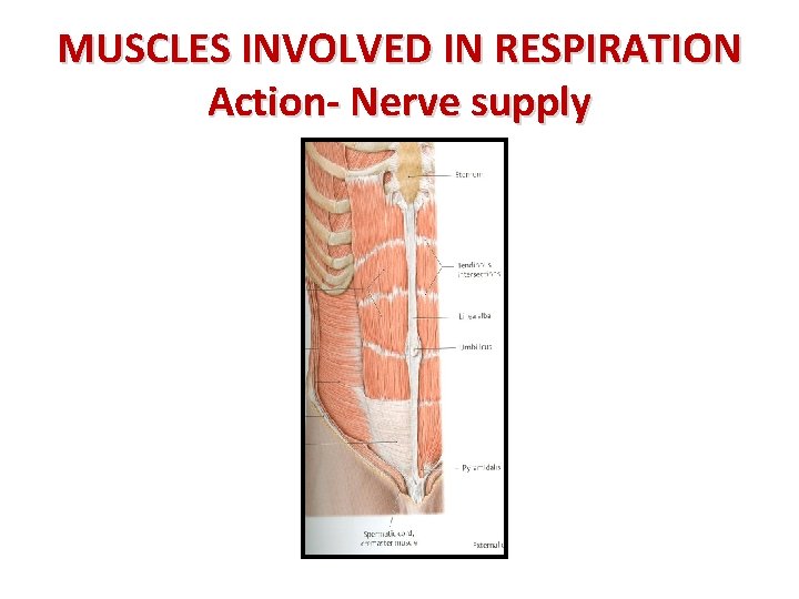 MUSCLES INVOLVED IN RESPIRATION Action- Nerve supply 