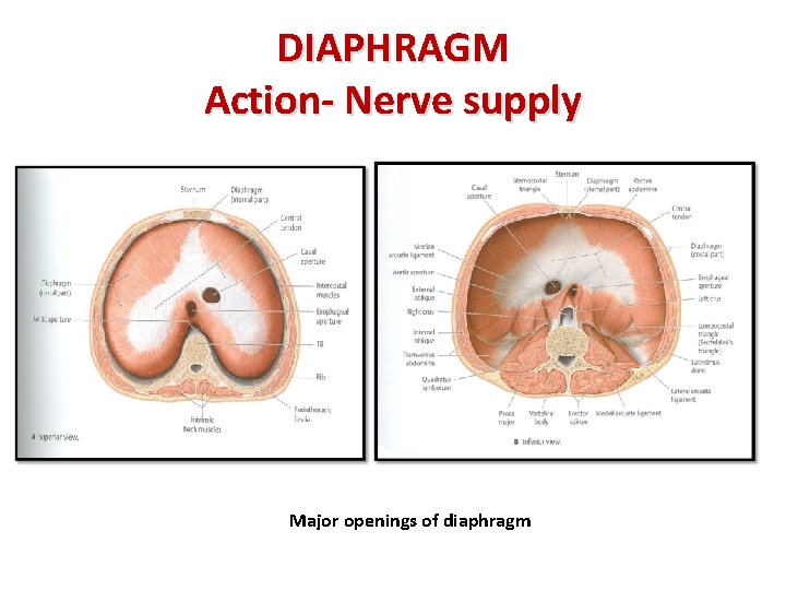 DIAPHRAGM Action- Nerve supply Major openings of diaphragm 