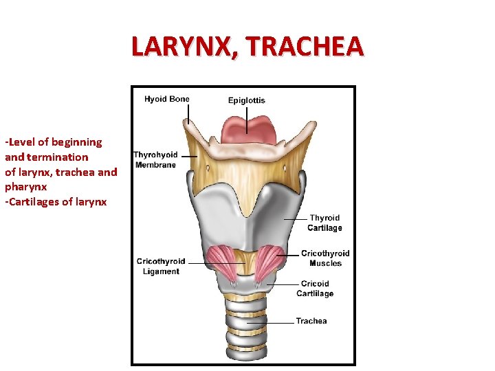 LARYNX, TRACHEA -Level of beginning and termination of larynx, trachea and pharynx -Cartilages of