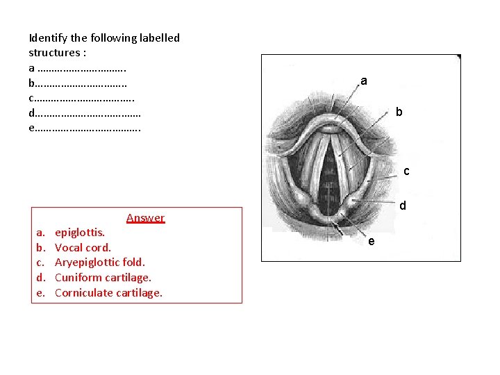 Identify the following labelled structures : a ……………. b……………. . c………………. . d………………. e……………….