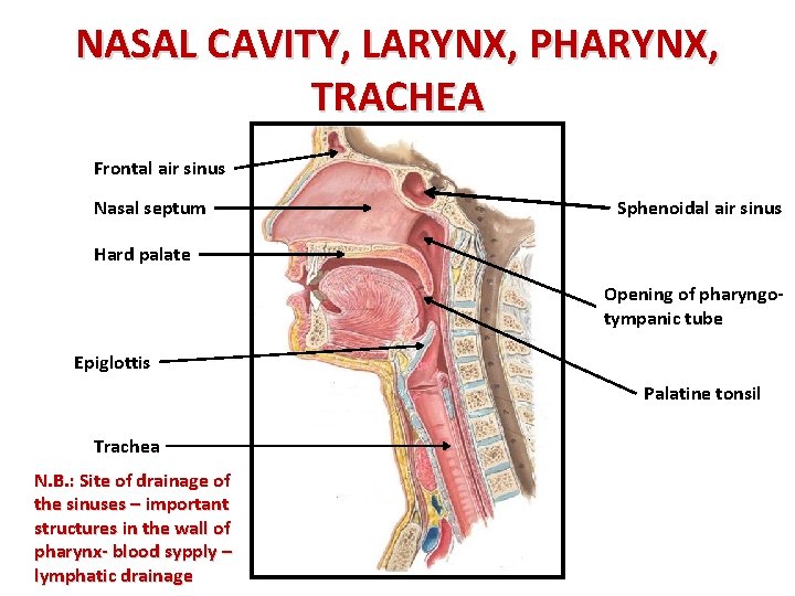 NASAL CAVITY, LARYNX, PHARYNX, TRACHEA Frontal air sinus Nasal septum Sphenoidal air sinus Hard