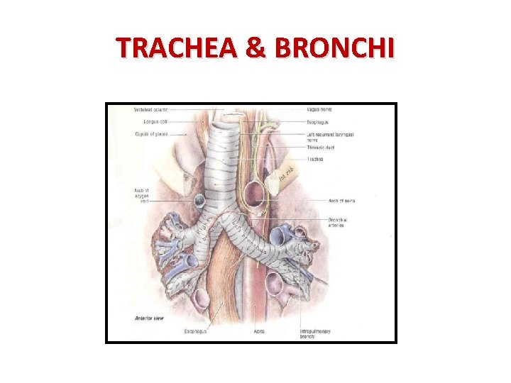 TRACHEA & BRONCHI 