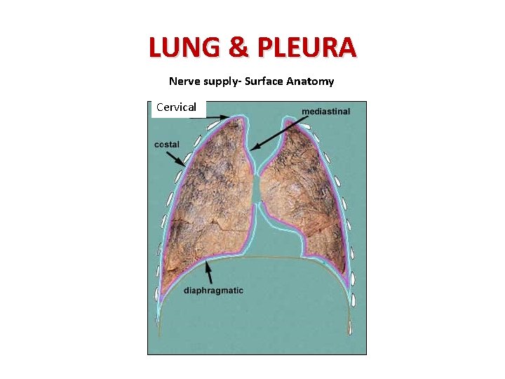 LUNG & PLEURA Nerve supply- Surface Anatomy Cervical 