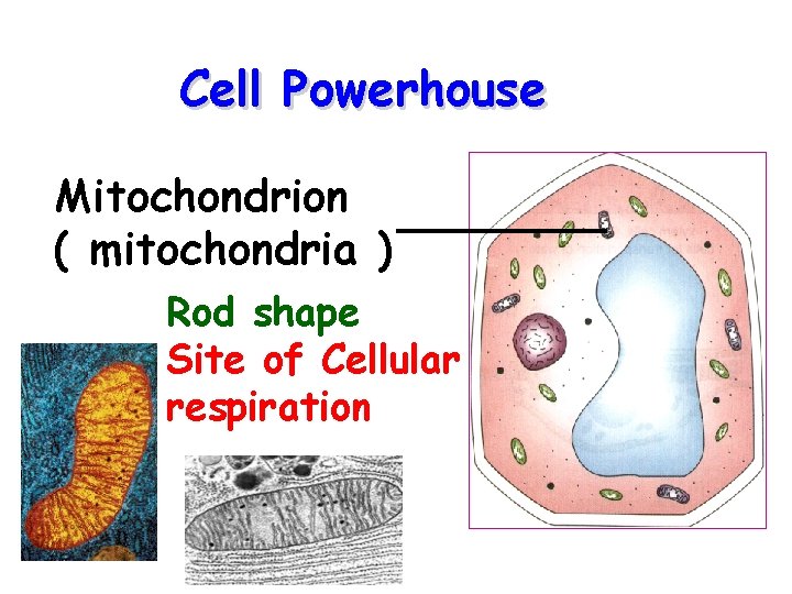 Cell Powerhouse Mitochondrion ( mitochondria ) Rod shape Site of Cellular respiration 