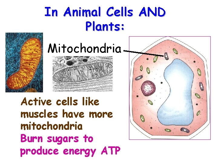 In Animal Cells AND Plants: Mitochondria Active cells like muscles have more mitochondria Burn