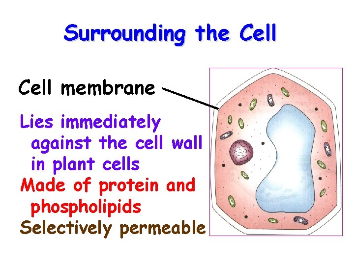 Surrounding the Cell membrane Lies immediately against the cell wall in plant cells Made