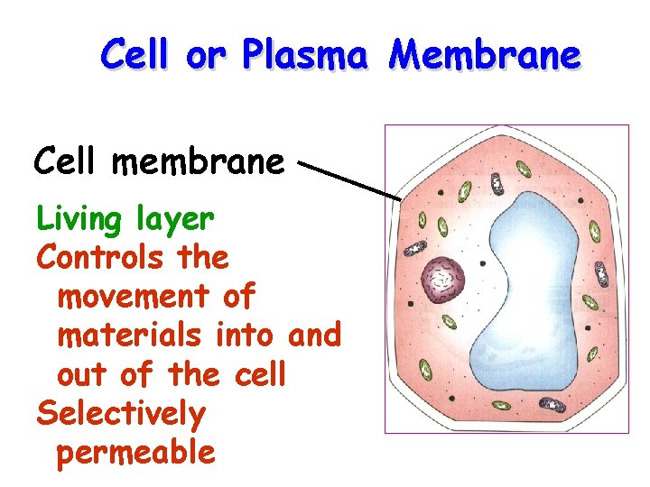 Cell or Plasma Membrane Cell membrane Living layer Controls the movement of materials into