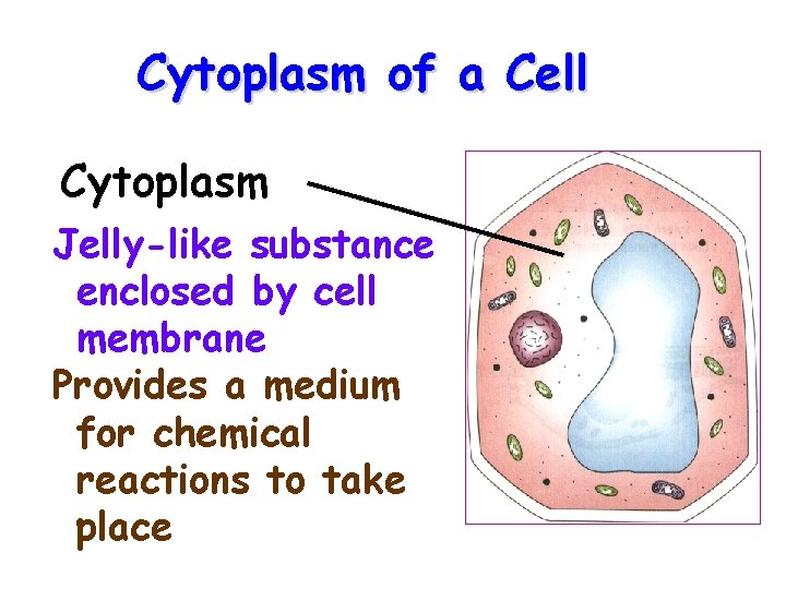 Cytoplasm of a Cell Cytoplasm Jelly-like substance enclosed by cell membrane Provides a medium