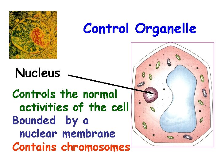Control Organelle Nucleus Controls the normal activities of the cell Bounded by a nuclear