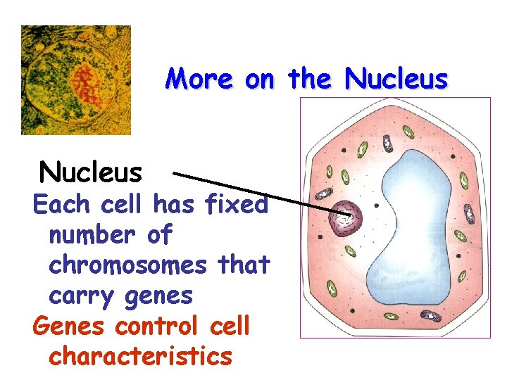 More on the Nucleus Each cell has fixed number of chromosomes that carry genes
