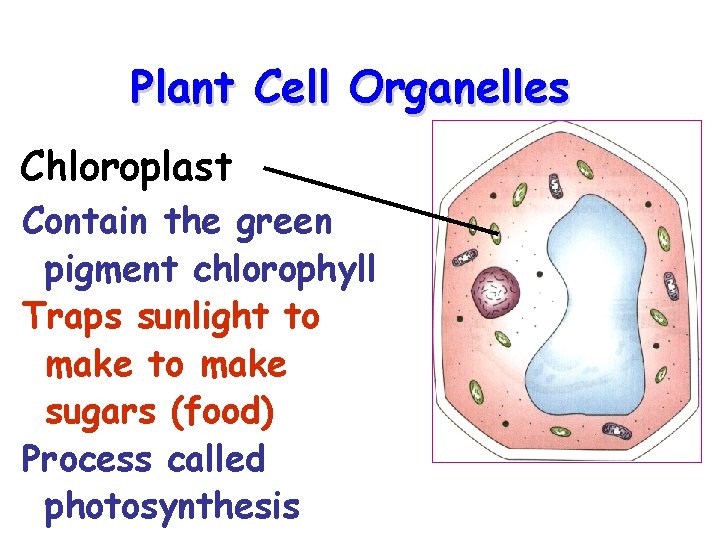 Plant Cell Organelles Chloroplast Contain the green pigment chlorophyll Traps sunlight to make sugars