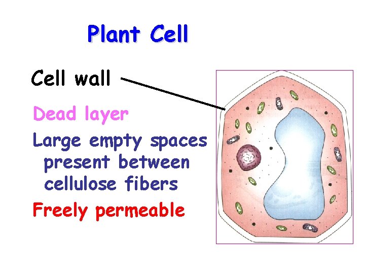 Plant Cell wall Dead layer Large empty spaces present between cellulose fibers Freely permeable