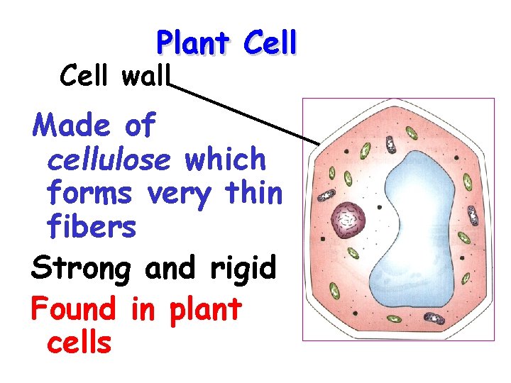 Plant Cell wall Made of cellulose which forms very thin fibers Strong and rigid