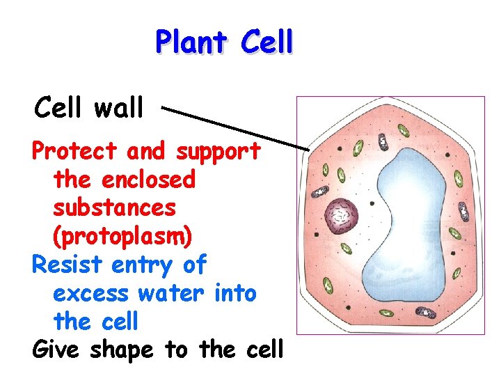 Plant Cell wall Protect and support the enclosed substances (protoplasm) Resist entry of excess