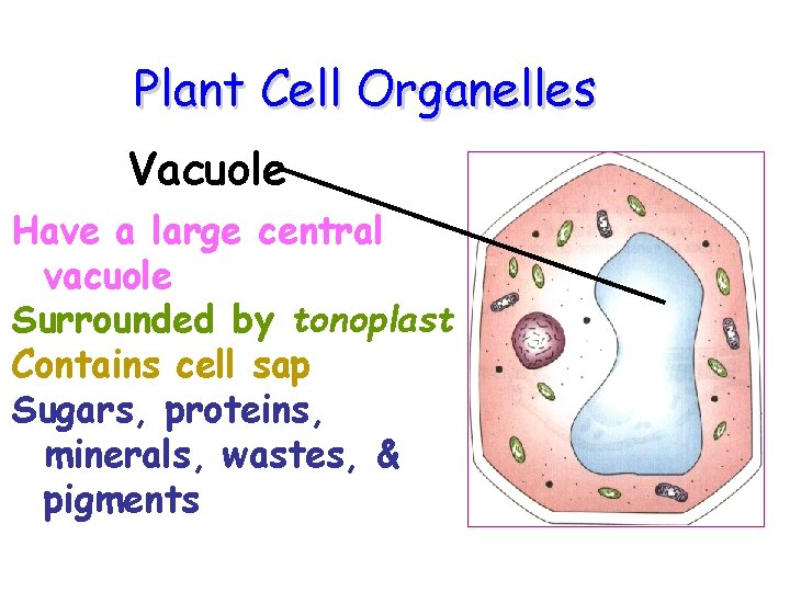Plant Cell Organelles Vacuole Have a large central vacuole Surrounded by tonoplast Contains cell
