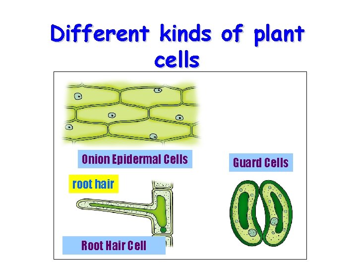 Different kinds of plant cells Onion Epidermal Cells root hair Root Hair Cell Guard