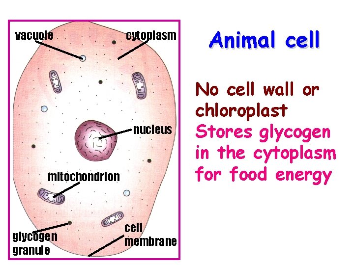 vacuole cytoplasm Animal cell nucleus No cell wall or chloroplast Stores glycogen in the