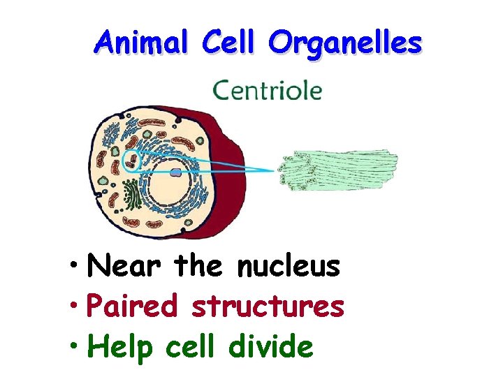 Animal Cell Organelles • Near the nucleus • Paired structures • Help cell divide
