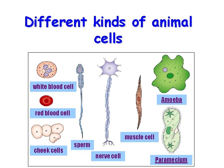 Different kinds of animal cells white blood cell Amoeba red blood cell muscle cell
