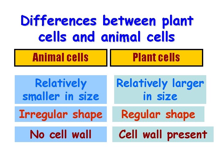 Differences between plant cells and animal cells Animal cells Plant cells Relatively smaller in