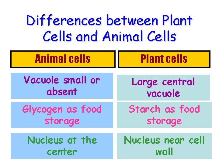 Differences between Plant Cells and Animal Cells Animal cells Plant cells Vacuole small or