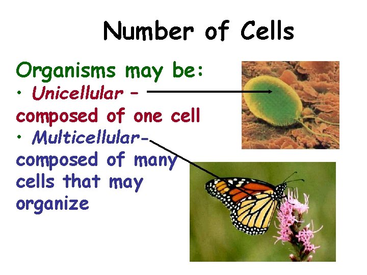Number of Cells Organisms may be: • Unicellular – composed of one cell •