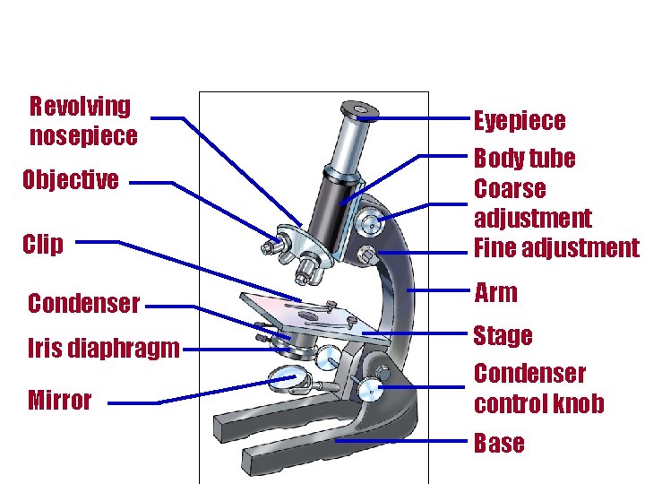 Revolving nosepiece Eyepiece Clip Body tube Coarse adjustment Fine adjustment Condenser Arm Iris diaphragm