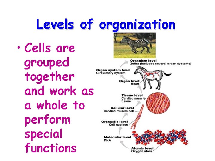 Levels of organization • Cells are grouped together and work as a whole to