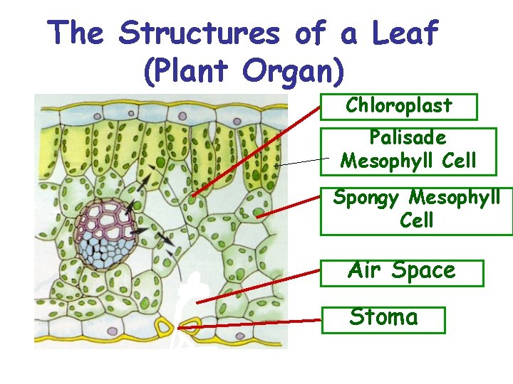 The Structures of a Leaf (Plant Organ) Chloroplast Palisade Mesophyll Cell Spongy Mesophyll Cell