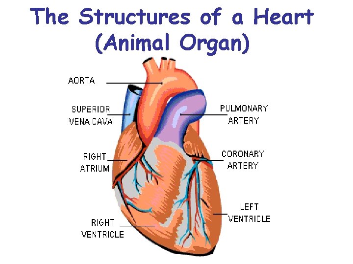 The Structures of a Heart (Animal Organ) 