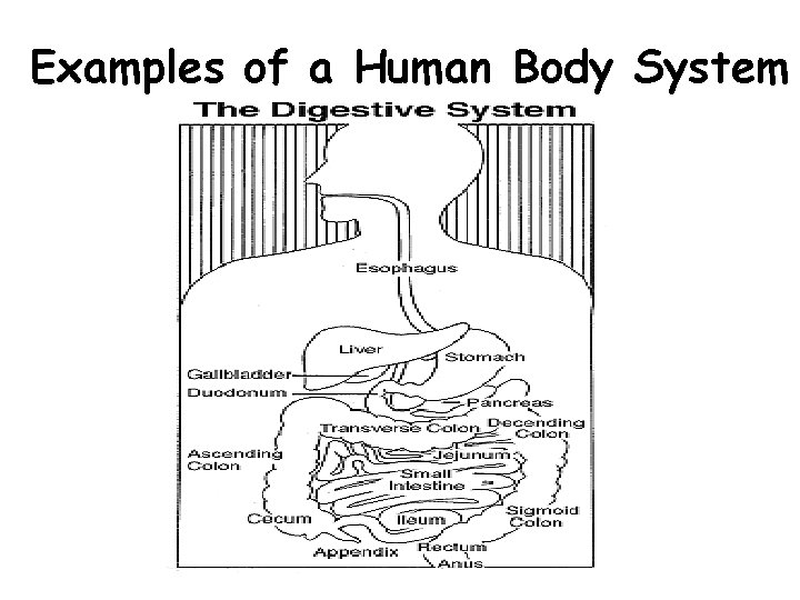 Examples of a Human Body System 