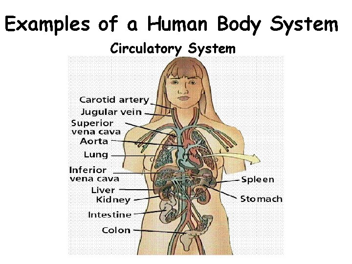 Examples of a Human Body System Circulatory System 