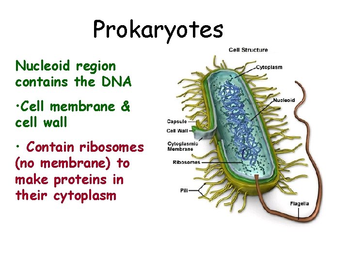 Prokaryotes Nucleoid region contains the DNA • Cell membrane & cell wall • Contain