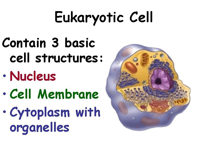 Eukaryotic Cell Contain 3 basic cell structures: • Nucleus • Cell Membrane • Cytoplasm