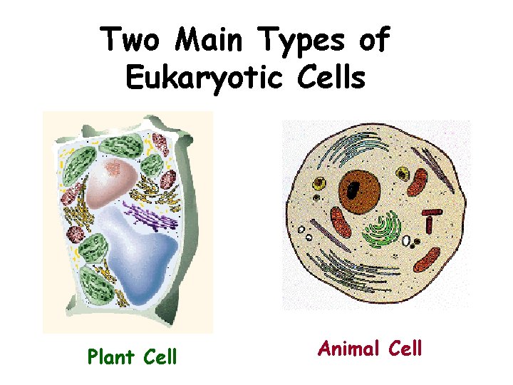 Two Main Types of Eukaryotic Cells Plant Cell Animal Cell 