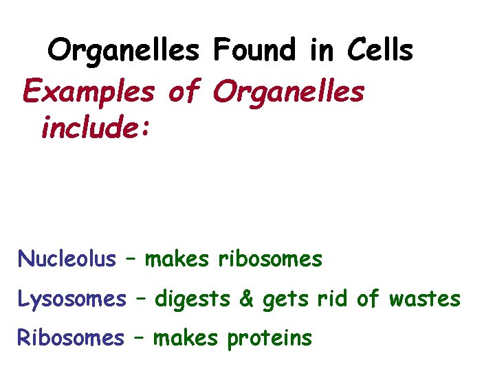 Organelles Found in Cells Examples of Organelles include: Nucleolus – makes ribosomes Lysosomes –