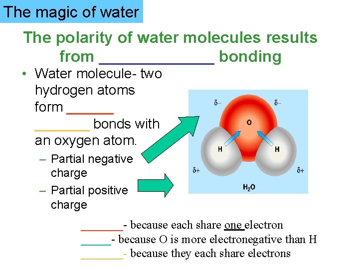 The magic of water The polarity of water molecules results from _______ bonding •