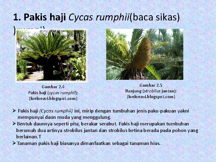 1. Pakis haji Cycas rumphii(baca sikas) )rumpi). Gambar 2. 4 Pakis haji (cycas rumphii);