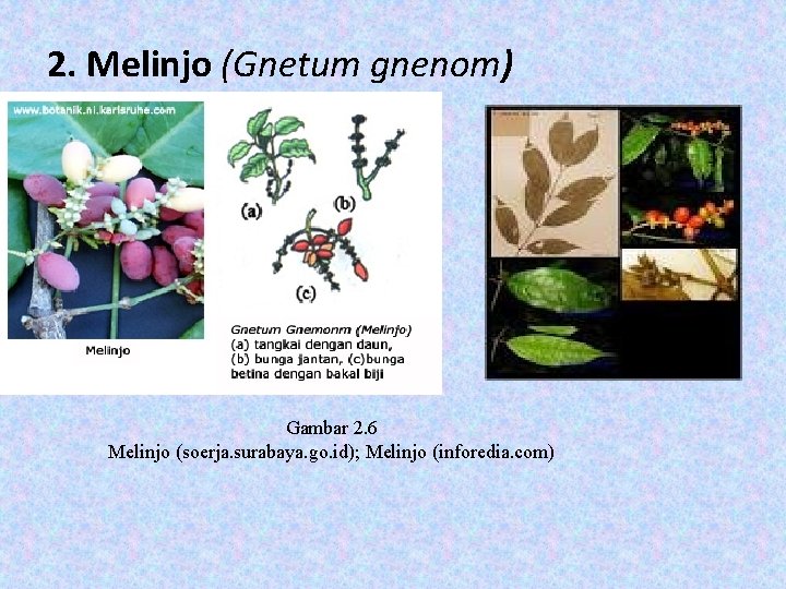 2. Melinjo (Gnetum gnenom) Gambar 2. 6 Melinjo (soerja. surabaya. go. id); Melinjo (inforedia.