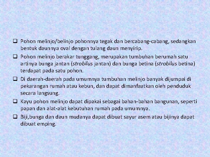 q Pohon melinjo/belinjo pohonnya tegak dan bercabang-cabang, sedangkan bentuk daunnya oval dengan tulang daun