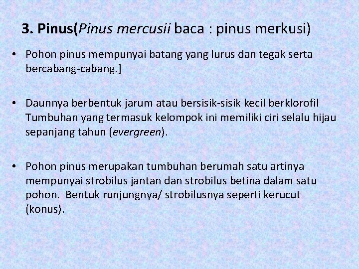 3. Pinus(Pinus mercusii baca : pinus merkusi) • Pohon pinus mempunyai batang yang lurus