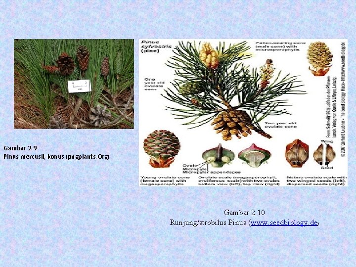 Gambar 2. 9 Pinus mercusii, konus (pngplants. Org) Gambar 2. 10 Runjung/strobilus Pinus (www.