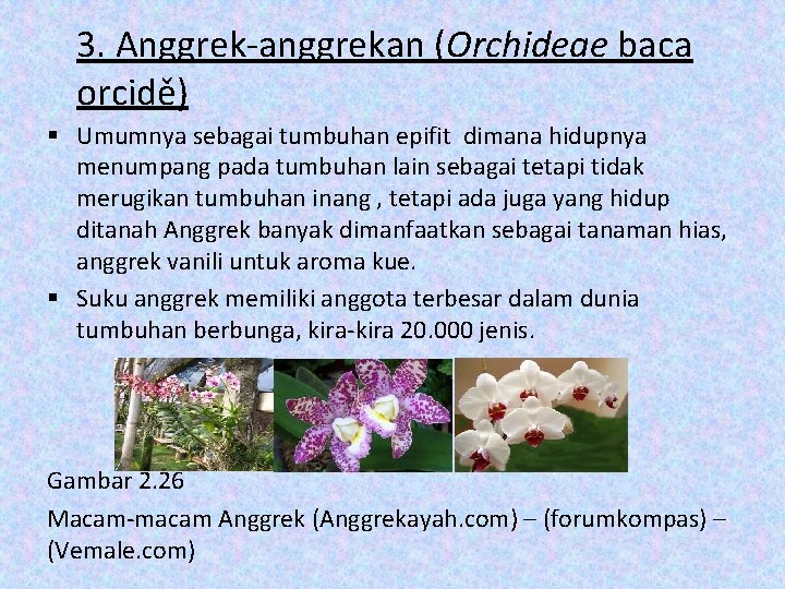 3. Anggrek-anggrekan (Orchideae baca orcidě) § Umumnya sebagai tumbuhan epifit dimana hidupnya menumpang pada