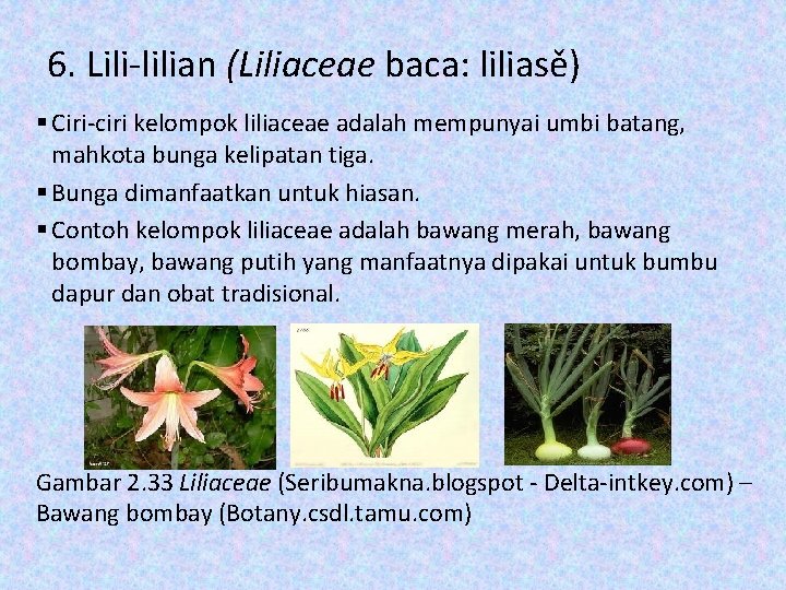 6. Lili-lilian (Liliaceae baca: liliasě) § Ciri-ciri kelompok liliaceae adalah mempunyai umbi batang, mahkota