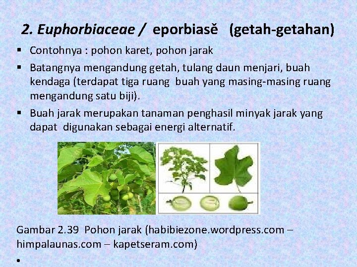 2. Euphorbiaceae / eporbiasě (getah-getahan) § Contohnya : pohon karet, pohon jarak § Batangnya